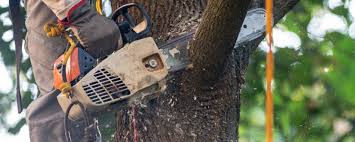 Best Tree Disease Treatment  in Colby, WI