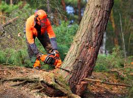 Best Tree Trimming and Pruning  in Colby, WI