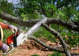 Best Tree Health Inspection  in Colby, WI