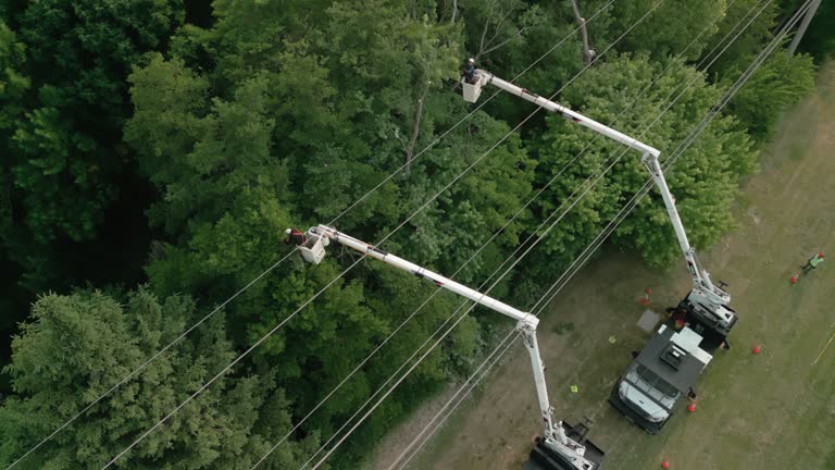 Best Tree Removal Service  in Colby, WI