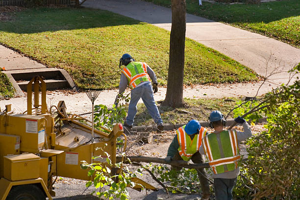 Lawn Renovation and Restoration in Colby, WI