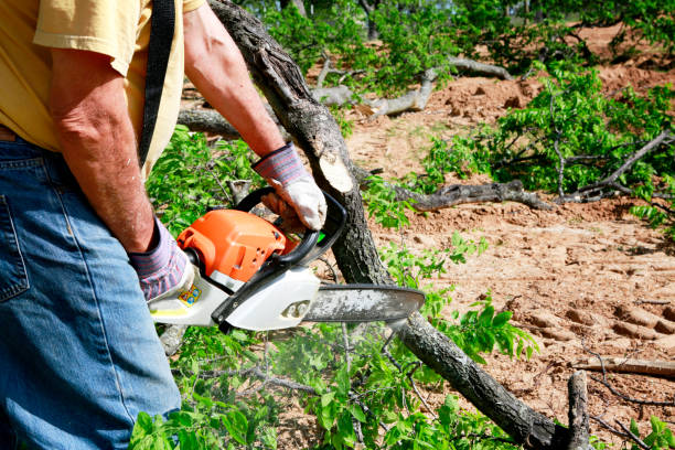 Best Emergency Tree Removal  in Colby, WI