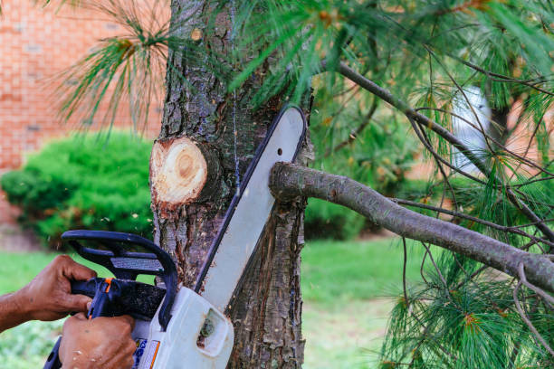 Best Hedge Trimming  in Colby, WI